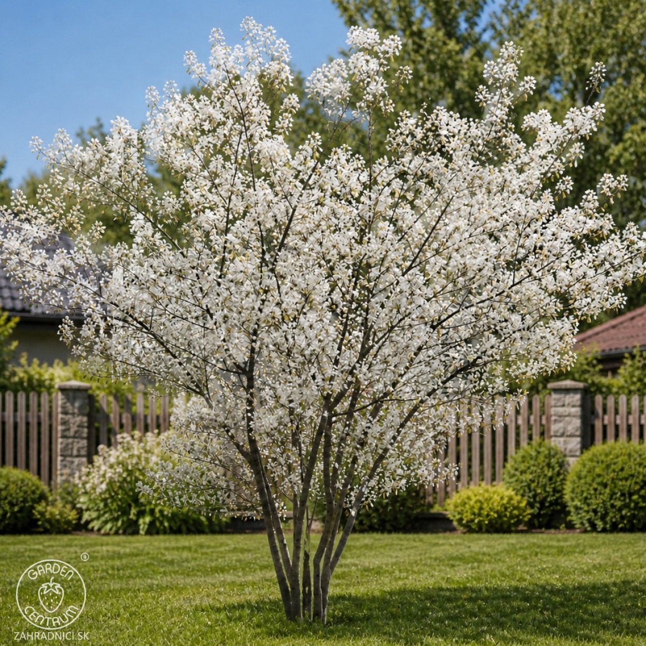 Obrázok Muchovník kanadský (Amelanchier canadensis) ‘PRINCE WILLIAM’ – výška 40-50 cm, kont. P11